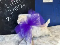 Donna, a female Maltese for sale in Prairie Grove, AR – Photo 2 of 10