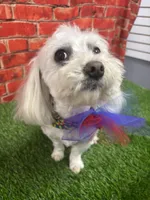 Donna, a female Maltese for sale in Prairie Grove, AR – Photo 4 of 10