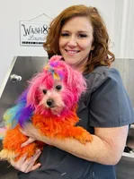 Donna, a female Maltese for sale in Prairie Grove, AR – Photo 10 of 10