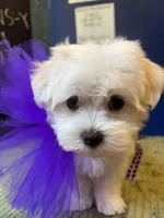 AKC Donna, a female Maltese for sale in Fort Worth, TX – Photo 1 of 10