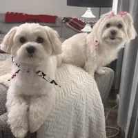 Gallifrey, a female Maltese for sale in Prairie Grove, AR – Photo 7 of 10