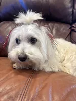 Gallifrey, a female Maltese for sale in Prairie Grove, AR – Photo 9 of 10