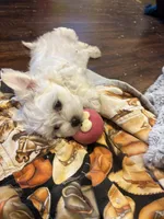 Gallifrey, a female Maltese for sale in Prairie Grove, AR – Photo 2 of 10