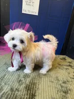 AKC Gallifrey, a female Maltese for sale in Fort Worth, TX – Photo 2 of 10