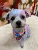 Gallifrey, a female Maltese for sale in Prairie Grove, AR – Photo 10 of 10