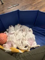 Gallifrey, a female Maltese for sale in Prairie Grove, AR – Photo 5 of 10