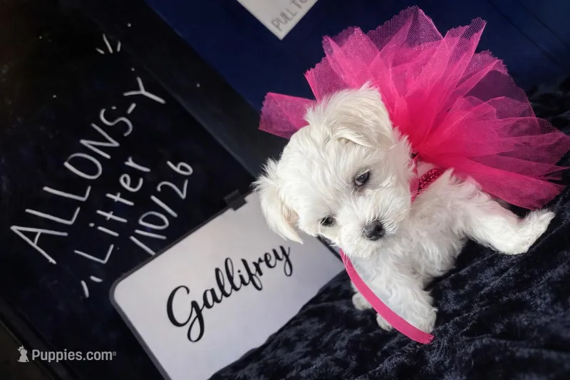 Gallifrey – Maltese puppy for sale in Prairie Grove, AR