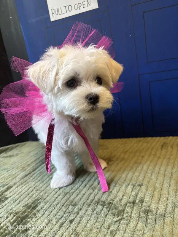 Gallifrey – Maltese puppy for sale in Prairie Grove, AR