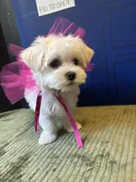 AKC Gallifrey, a female Maltese for sale in Fort Worth, TX – Photo 1 of 10