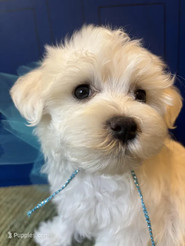 Cyberman – Maltese puppy for sale in Prairie Grove, AR