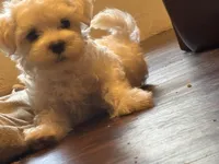 Cyberman, a male Maltese for sale in Prairie Grove, AR – Photo 2 of 10