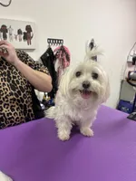 Cyberman, a male Maltese for sale in Prairie Grove, AR – Photo 10 of 10