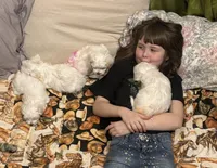 Cyberman, a male Maltese for sale in Prairie Grove, AR – Photo 4 of 10