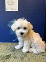 AKC Cyberman, a male Maltese for sale in Fort Worth, TX – Photo 2 of 10