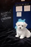 Cyberman, a male Maltese for sale in Prairie Grove, AR – Photo 1 of 10