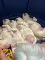 Cyberman, a male Maltese for sale in Prairie Grove, AR – Photo 7 of 10