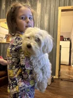 Cyberman, a male Maltese for sale in Prairie Grove, AR – Photo 9 of 10