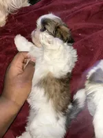 Tita, a female Shih Tzu for sale in Jerome, MI – Photo 1 of 3