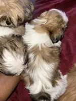 Tita, a female Shih Tzu for sale in Jerome, MI – Photo 2 of 3