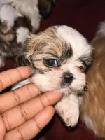 Tita, a female Shih Tzu for sale in Jerome, MI – Photo 3 of 3