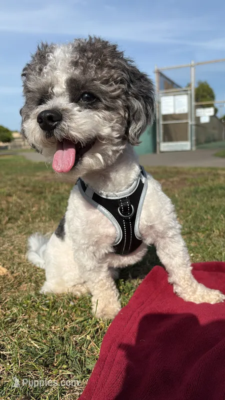 Dinero – Maltese puppy for sale in Fairfield, CA