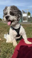 Dinero, a male Maltese for sale in Fairfield, CA – 1 of 1