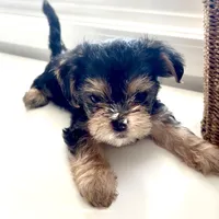 Piper, a female Morkie for sale in Tigard, OR – 1 of 1