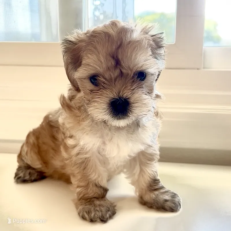 Willow – Morkie puppy for sale in Tigard, OR