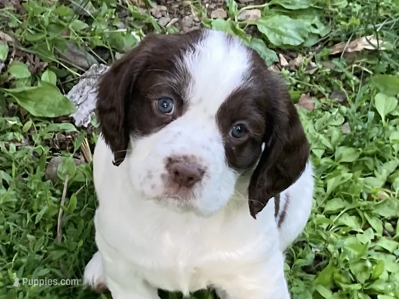 Lainey – English Springer Spaniel puppy for sale in Lake Mills, WI