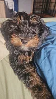 Jeremiah , a male Miniature Goldendoodle for sale in New York, NY – 3 of 6