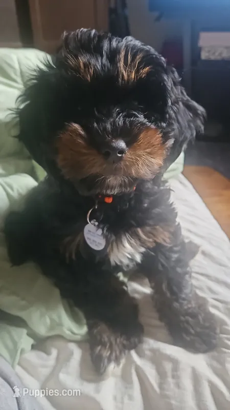 Jeremiah  – Miniature Goldendoodle puppy for sale in New York, NY
