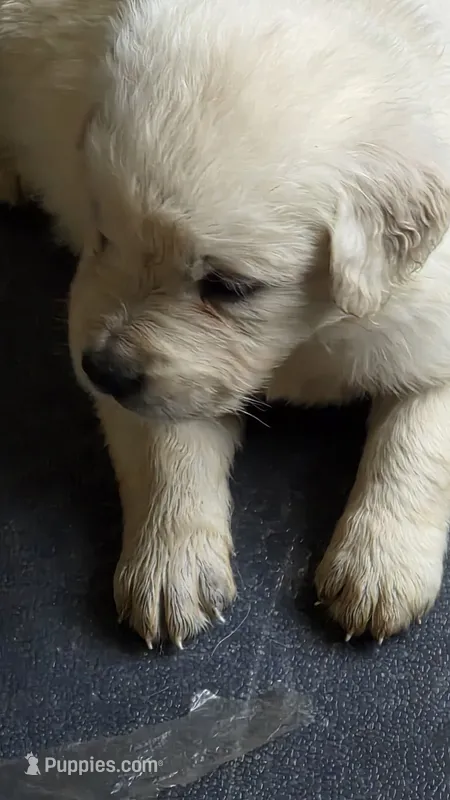 Rita – English Cream Golden Retriever puppy for sale in Davison, MI