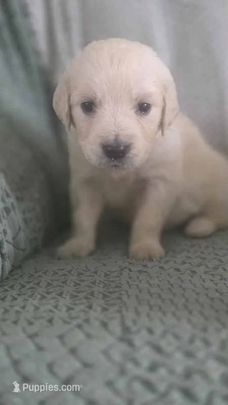 Tequila – English Cream Golden Retriever puppy for sale in Davison, MI