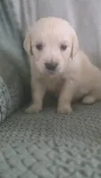 Tequila, a female English Cream Golden Retriever for sale in Davison, MI – 1 of 4