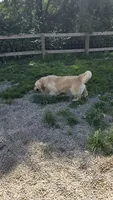 Pregnancies , a  Golden Retriever for sale in Davison, MI – 2 of 3