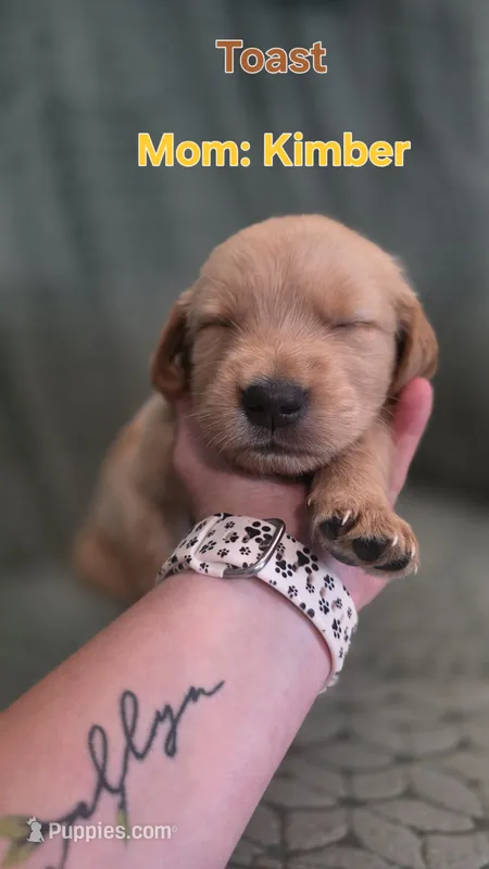 Toast – Golden Retriever puppy for sale in Davison, MI