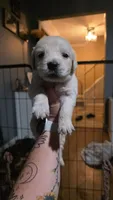 Tequila, a female English Cream Golden Retriever for sale in Davison, MI – 3 of 4