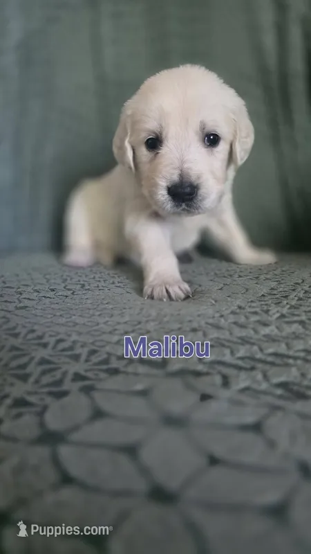 Malibu – English Cream Golden Retriever puppy for sale in Davison, MI