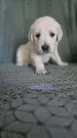 Malibu, a female English Cream Golden Retriever for sale in Davison, MI – 1 of 1