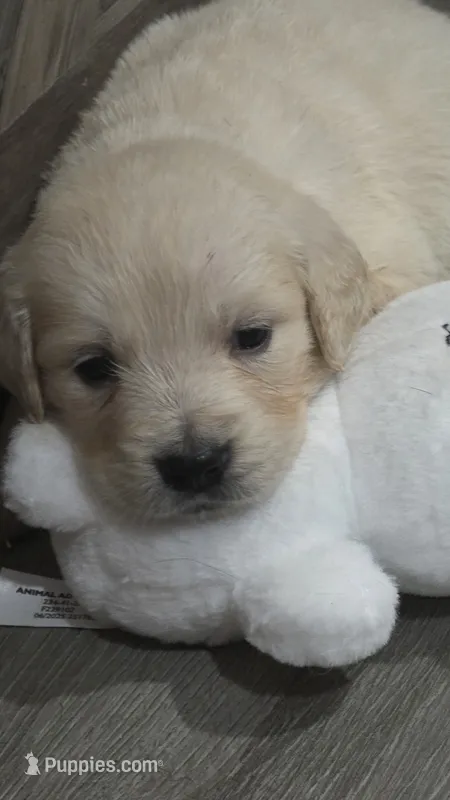 Tequila – English Cream Golden Retriever puppy for sale in Davison, MI