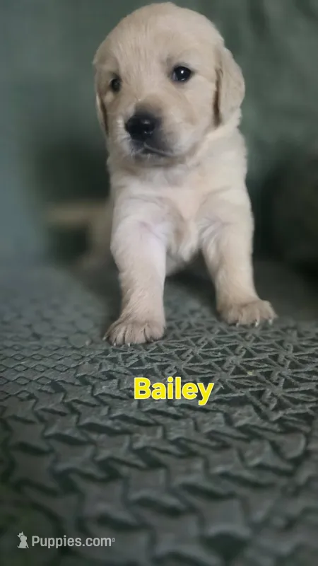 Bailey – English Cream Golden Retriever puppy for sale in Davison, MI