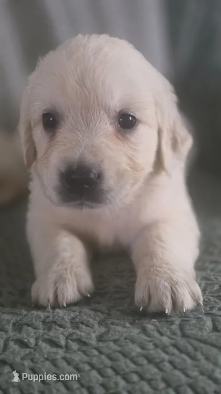 Rita – English Cream Golden Retriever puppy for sale in Davison, MI