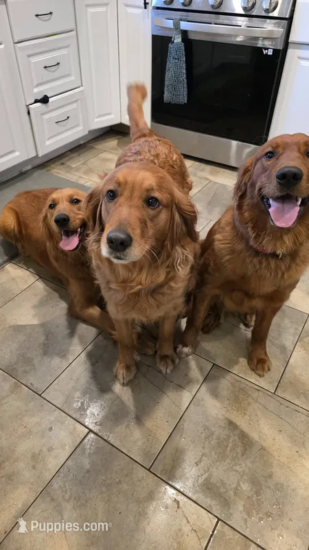 Pregnancies  – Golden Retriever puppy for sale in Davison, MI