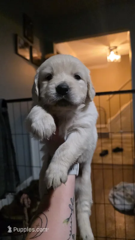 Rita – English Cream Golden Retriever puppy for sale in Davison, MI