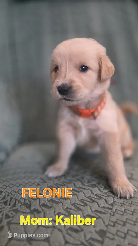 Felonie – Golden Retriever puppy for sale in Davison, MI