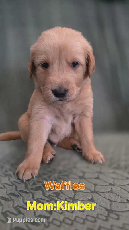 Waffles – Golden Retriever puppy for sale in Davison, MI