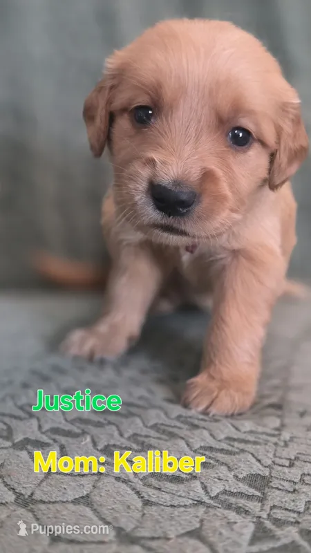 JUSTICE – Golden Retriever puppy for sale in Davison, MI