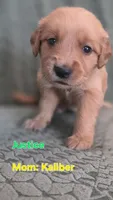JUSTICE, a female Golden Retriever for sale in Davison, MI – 1 of 1