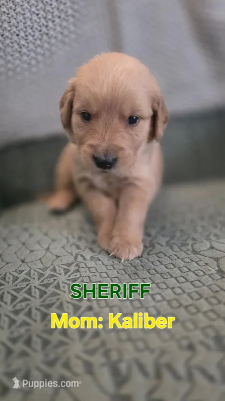 Sheriff – Golden Retriever puppy for sale in Davison, MI