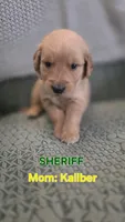 Sheriff, a male Golden Retriever for sale in Davison, MI – 1 of 1